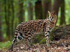 savannah cat standing in forest