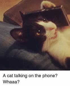 tuxedo cat with cell phone