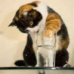Cat with paw in water glass
