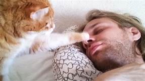 Cat waking man with paw
