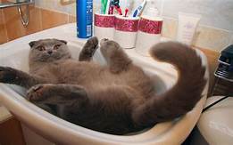 Cat upside down in bathroom sink