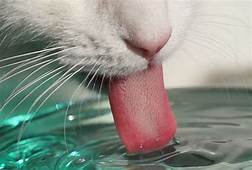 cat tongue lapping water