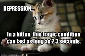 kitten, depressed for 2.3 seconds