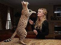 savannah cat on hind legs next to person