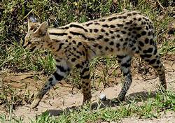 savannah cat walking