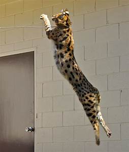 savannah cat jumping