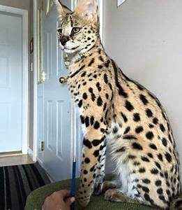 savannah cat sitting