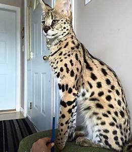 savannah cat sitting