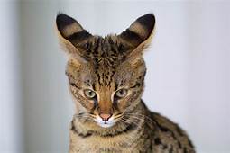 savannah cat showing large ears