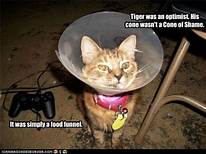 The "cone of shame"