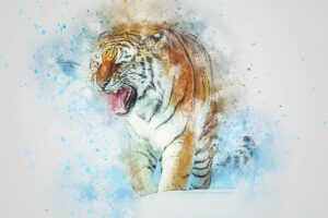 drawing of a tiger