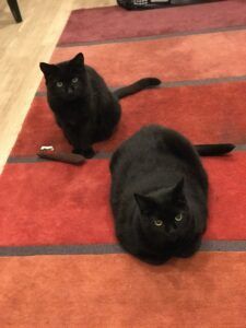 Two black cats sitting on rug