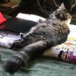 tiger-striped grey Maine coon cat