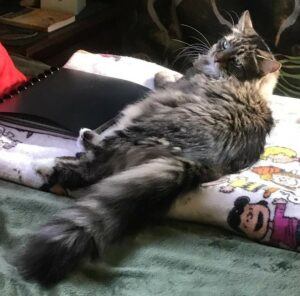 tiger-striped grey Maine coon cat