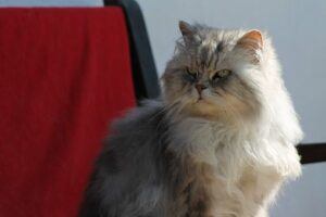 angora cat, sitting