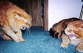 Orange; tabby cat in confrontation