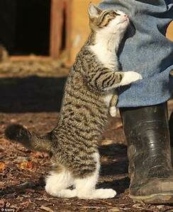 Tabby cat standing, rubbing person's let