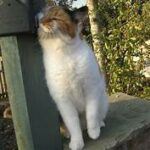 White & orange cat rubbing face on bench