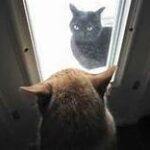cats staring at each other through door window