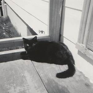 black cat on doorstep