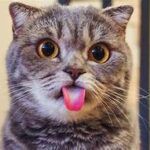 grey tabby head; tongue out