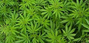 many cannabis leaves