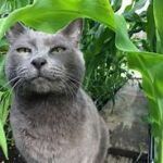 grey cat in cornfield