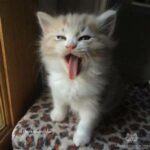 kitten; mouth open, tongue out