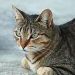 tiger cat, sitting