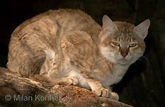 Red African Wildcat, hunched on branch