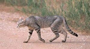 African Wildcat, grey & black, long legs & body