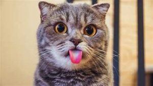 grey tabby head; tongue out