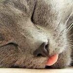 head of sleeping grey cat; tongue out