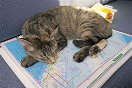 Cat lying on map