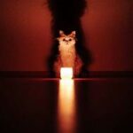 Large candle,cat seated behind, large shadow behind cat