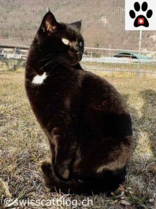 Black cat; white chest spot, sitting