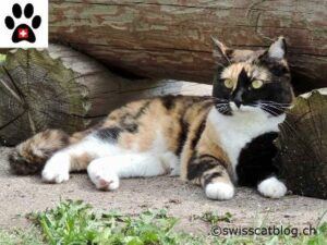 Calico cat, lying down