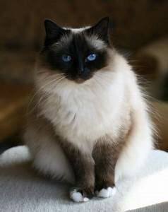 Himalayan cat, sitting