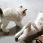 two kittens stretching