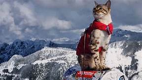 Explorer cat on top of mountains