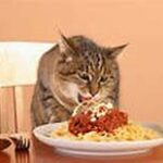 cat eating bowl of spaghetti
