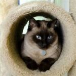 Siamese in carpeted tube