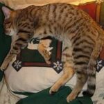 cat sleeping across a pillow