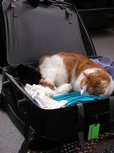 cat sleeping in packed suitcase