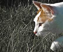 cat hunting in grass