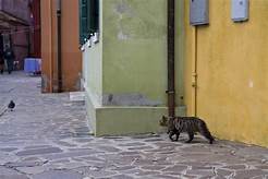 cat stalking bird