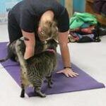person on yoga mat; cat sniffing them