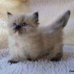 Himalayan kitten on rug