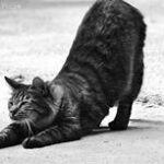 cat in downward cat yoga pose