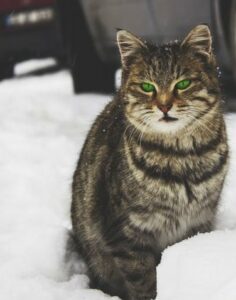cat sitting in snow